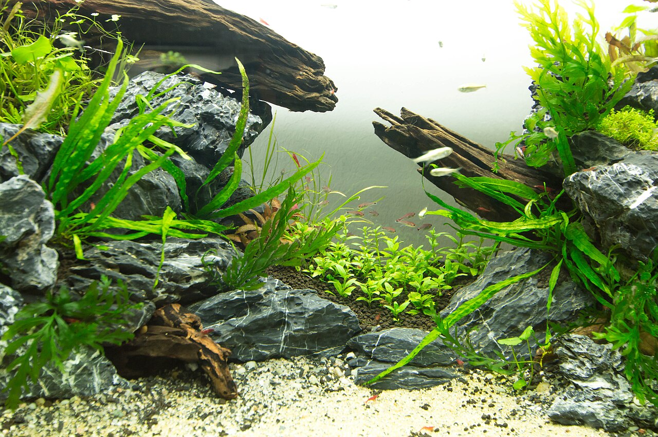 A planted aquarium with rocks, driftwood and a school of ruby tetras, photographed in February 2014.