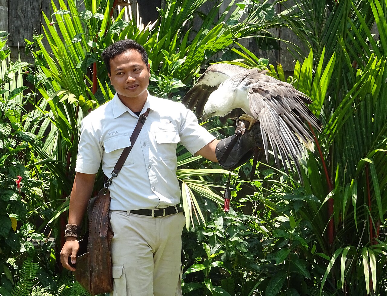 A handler with a bird displaying its spread wings at Bali Bird Park in November 2018.