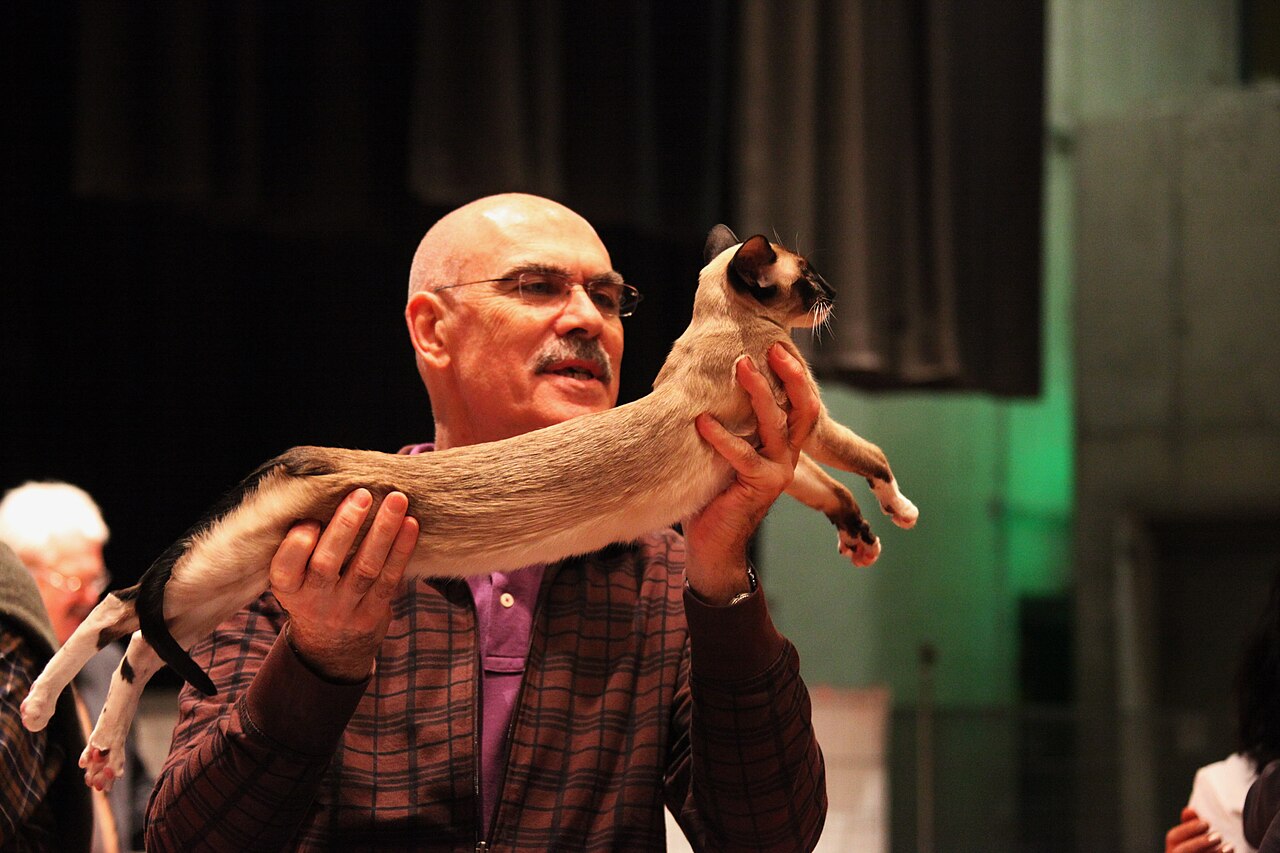 A Siamese cat examined by judge Louis Coste at a FIFe cat show in March 2010.