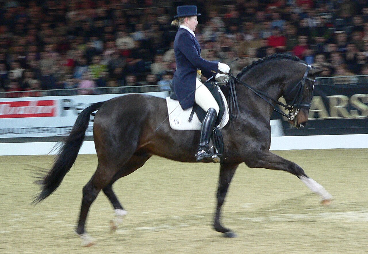 A rider demonstrating dressage on a Trakehner horse at Equitana in 2005.