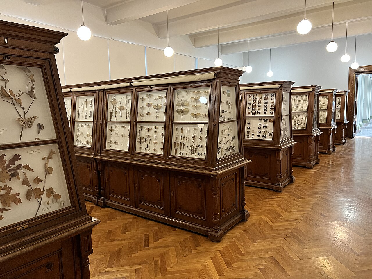 Insect specimens in display cases at the National Museum of Bosnia and Herzegovina in August 2024.