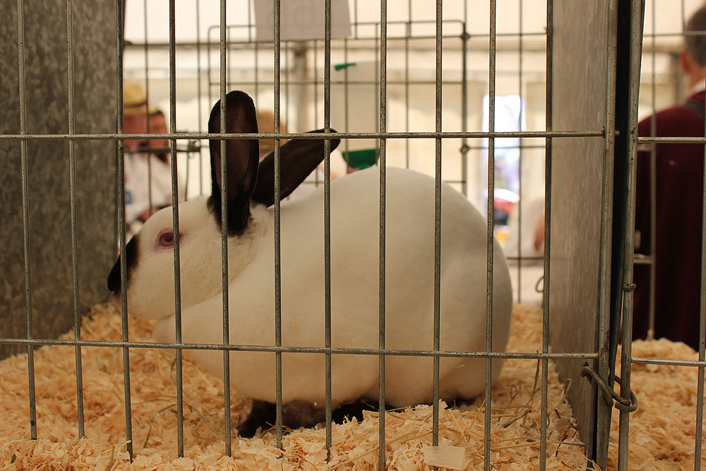 A rabbit in a show enclosure, photographed in May 2015.