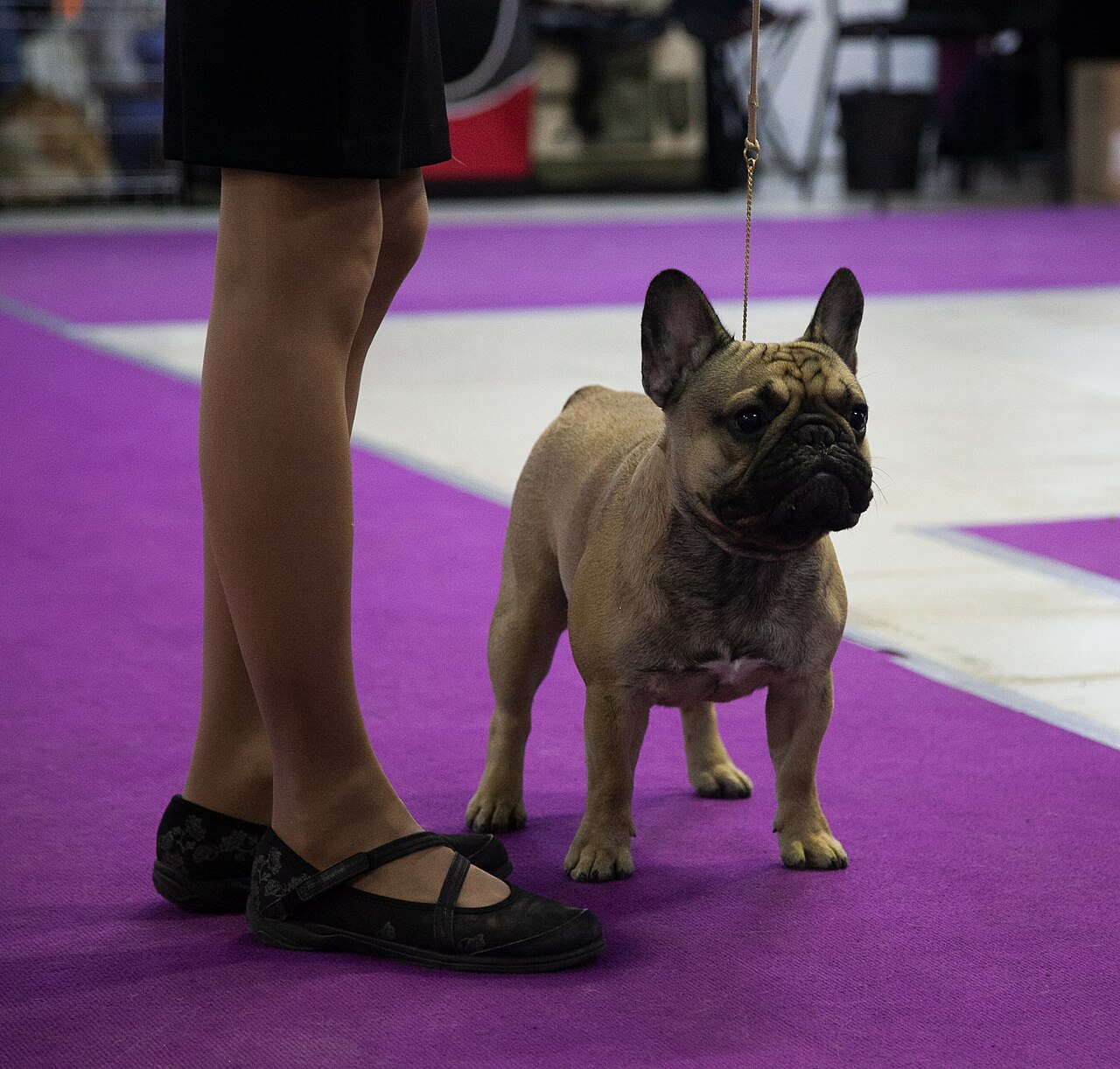 A French bulldog at a Moscow dog show in 2020.