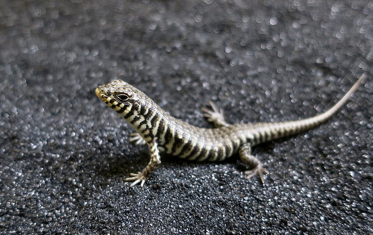 A juvenile two-coloured skink at a reptile expo.