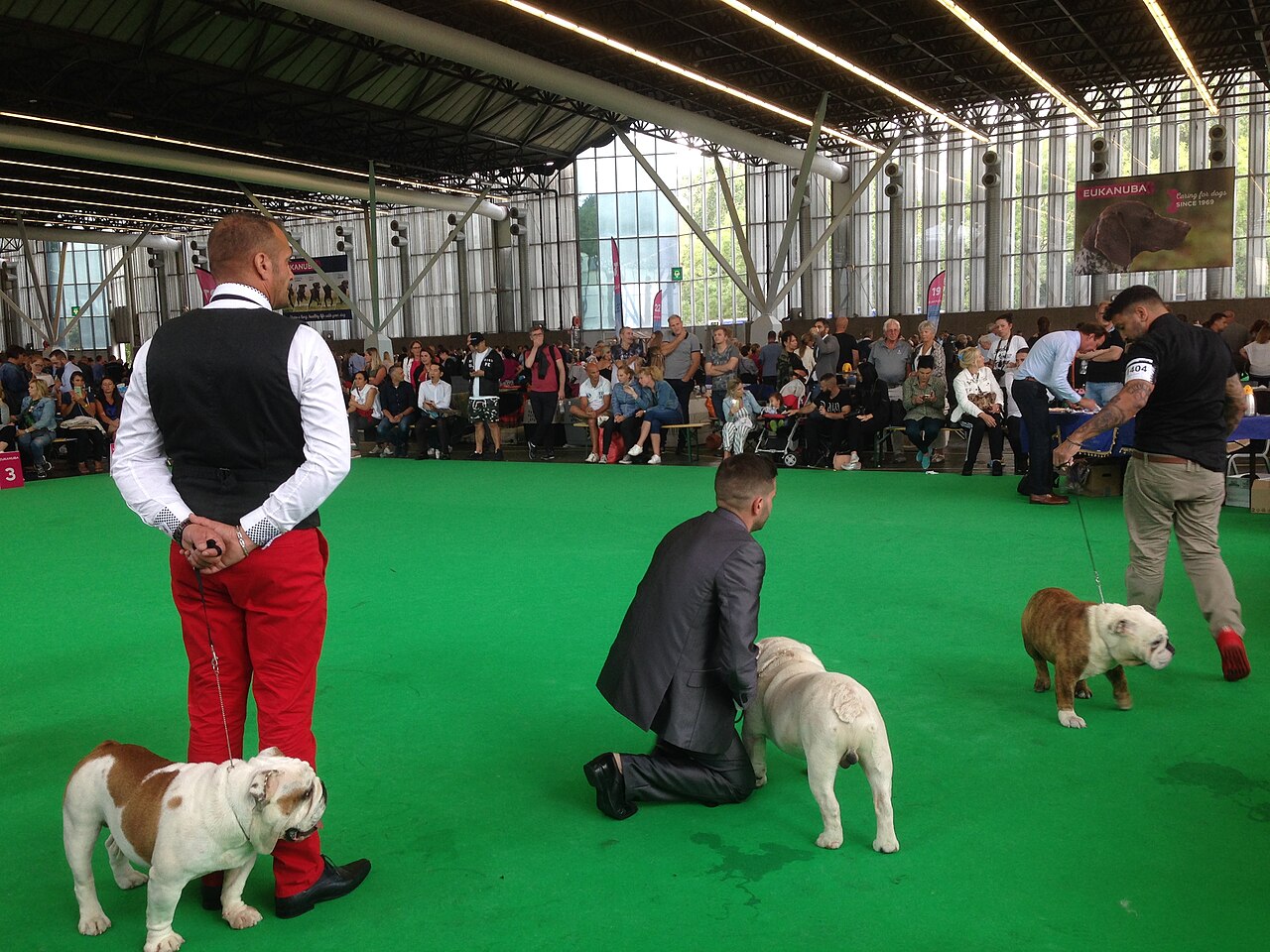 Dog-show activity at the World Dog Show in Amsterdam in 2018.