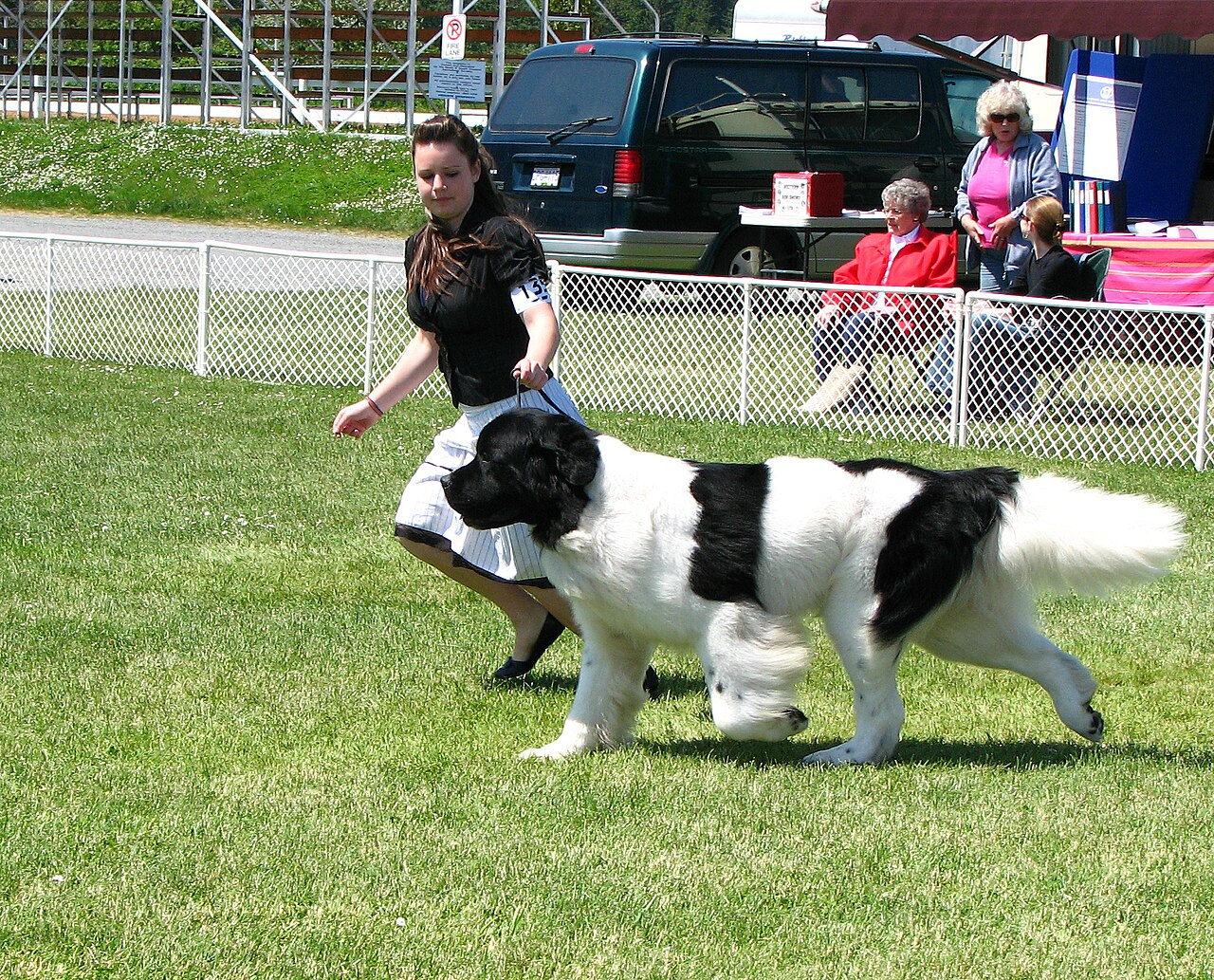 A dog and handler at the Saanichton Dog Show in 2009.